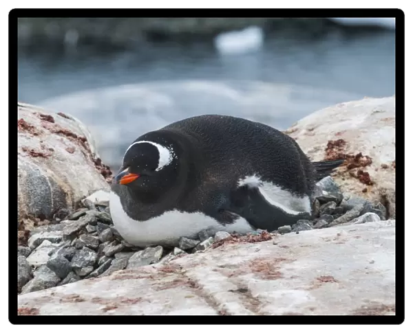 Adelie penguin (Pygoscelis adeliae), Port Lockroy research station, Antarctica, Polar Regions