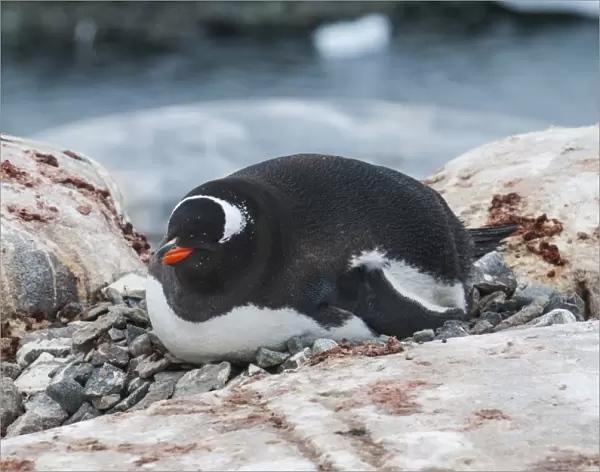 Adelie penguin (Pygoscelis adeliae), Port Lockroy research station, Antarctica, Polar Regions