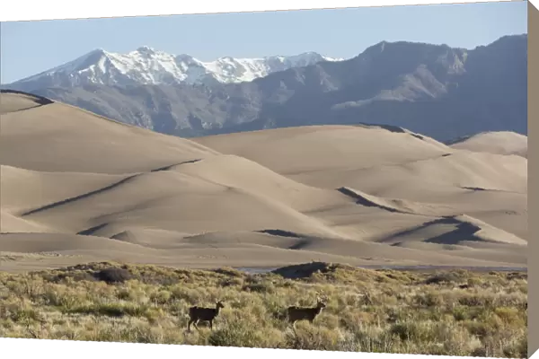 North American elk (Cervus Elaphus) and sand dunes, Great Sand Dunes National Park and Preserve, Sangre Cristo Mountains in background, Colorado, United States of America, North America