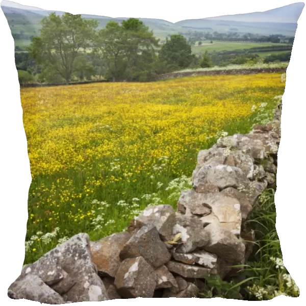 Buttercup meadow near Aysgarth in Wensleydale, Yorkshire Dales, Yorkshire, England, United Kingdom, Europe