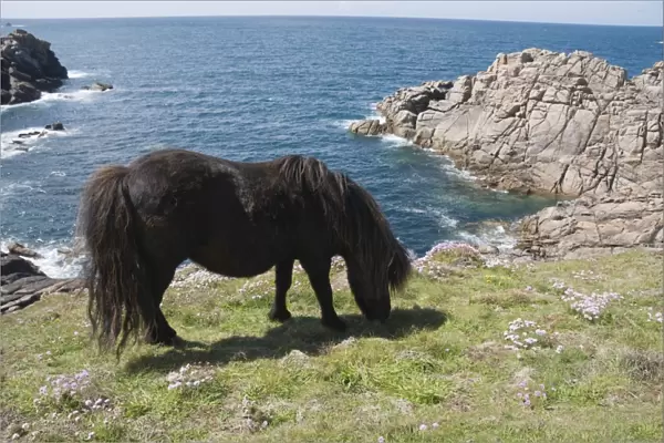 Ponies on Bryher, Isles of Scilly, Cornwall, United Kingdom, Europe