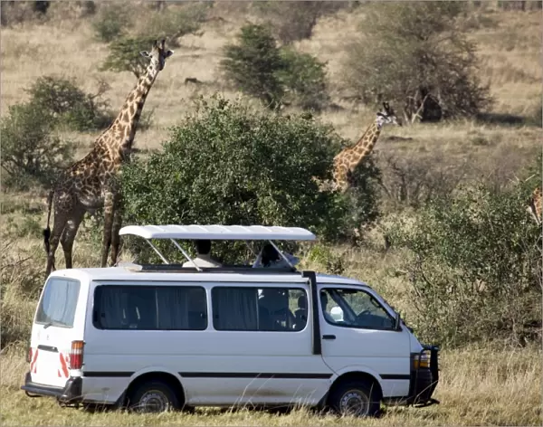 Tourists watching Masai giraffe (Giraffa camelopardalis tippelskirchi), Masai Mara National Reserve, Kenya, East Africa, Africa