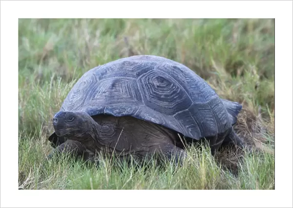 Galapagos Giant Tortoise (Geochelone elephantophus vandenburgi), Bahia Urvina, Isabela Island, Galapagos, UNESCO World Heritage Site, Ecuador, South America