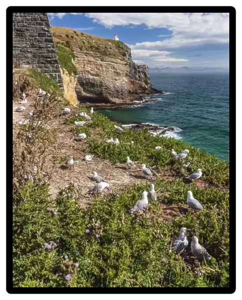 Red-billed gulls (Chroicocephalus scopulinus), breeding colony near Dunedin, Otago, South Island, New Zealand, Pacific