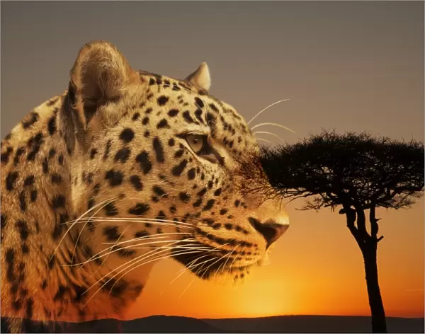 Cheetah, Masai Mara, Kenya, East Africa, Africa