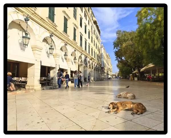 Residents and sleeping dogs, The Liston, Corfu Town, Corfu, Ionian Islands, Greek Islands, Greece, Europe