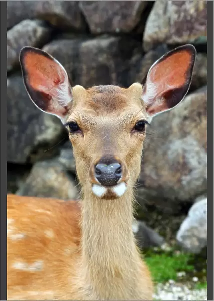 One of the many deer at Itsukushima Shinto Shrine on Miyajima Island, Hiroshima, Japan