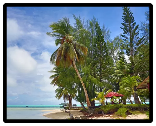 Palm trees on a tropical sandy beach, Carp Island, Republic of Palau, Micronesia