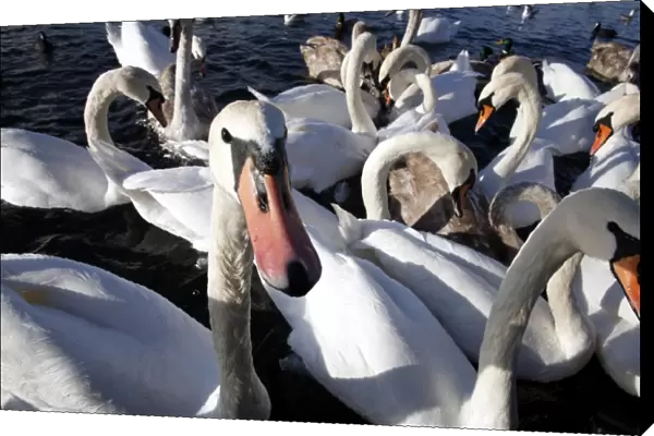 Swans on Lake Leman, Geneva, Switzerland