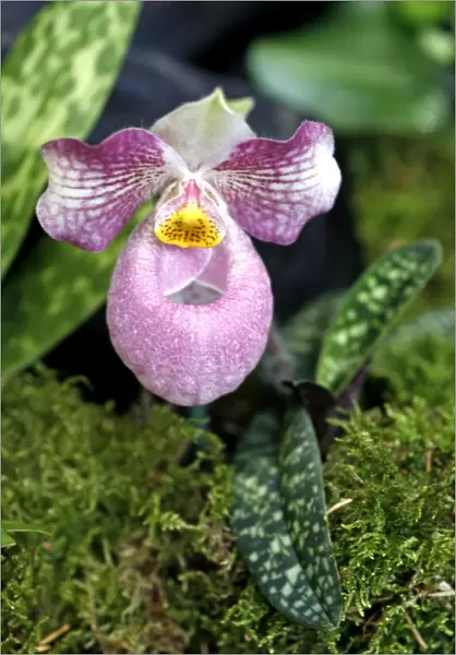 Paphiopedilum Micranthum x Vietnamense Orchid