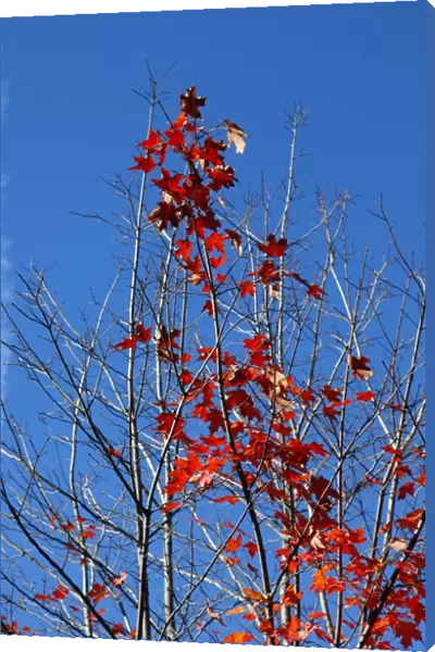 Red leaves on trees in during the Fall season of Autumn