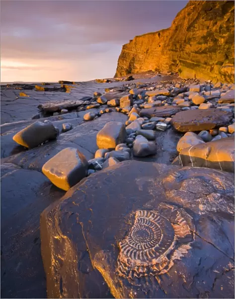 Ammonite fossils embedded in the rocks at Kilve, Somerset, England. Spring (May) 2009