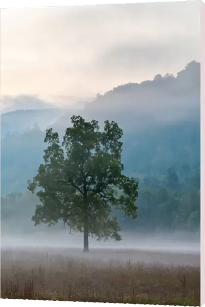 United States, North Carolina, Haywood County, Waynesville. Foggy morning in Cataloochee Valley