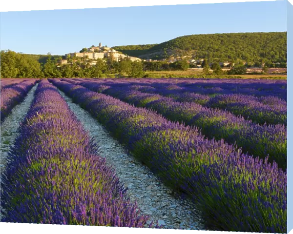France, Provence, Banon, lavender to foreground