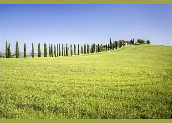 Road with cypresses and farmhouse. Orcia Valley, Siena district, Tuscany, Italy