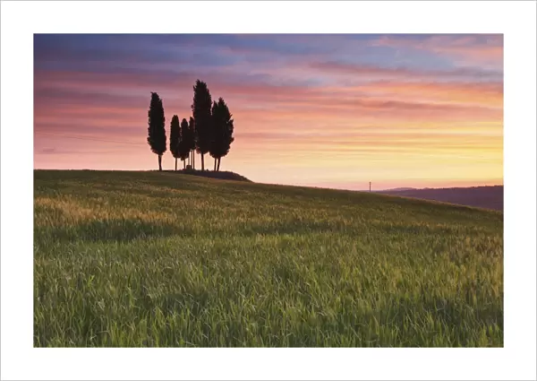 San Quirico, Orcia valley, Tuscany, Italy. Cypresses at sunrise
