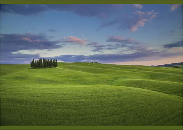 San Quirico d Orcia, Tuscany, Italy. Cypresses at sunset
