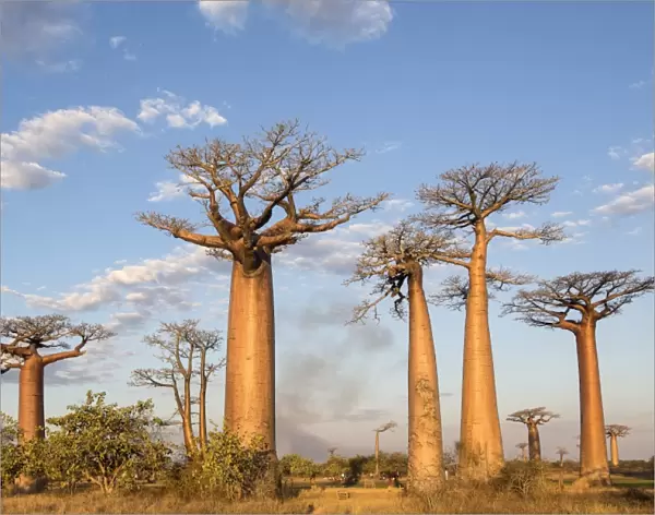 Madagascar, Morondava, Les Allae des Baobabs at sundown