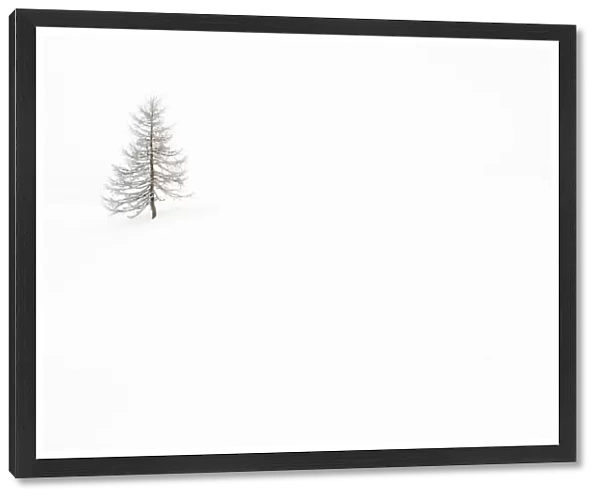 Italy, Veneto, larch isolated in white snow