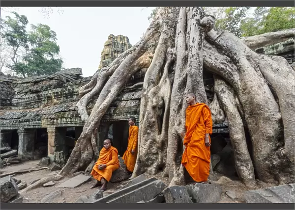 Cambodia, Siem Reap, Angkor Wat complex. Monks inside Ta Prohm temple (MR)