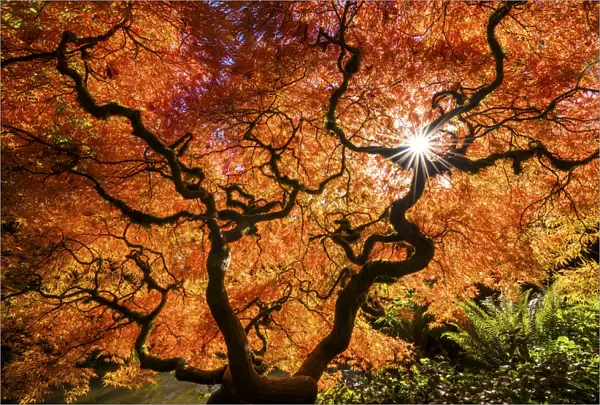 Kubota Japanese Garden in Autumn, Seattle, Washington, USA