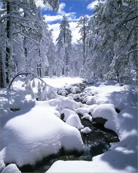 Snow-Covered Pine Trees & Stream, Flagstaff, Arizona, USA