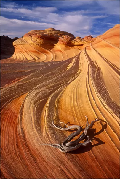 Petrified Sand Dunes, Colorado Plateau, Arizona, USA