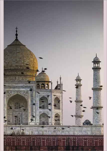India, birds flock in front the Taj Mahal dome at sunset