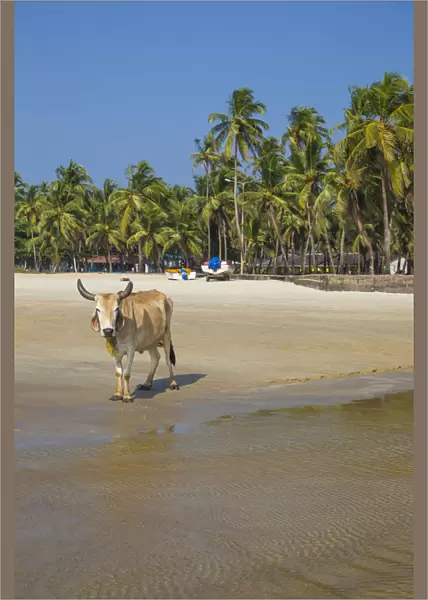 India, Goa, Colva beach
