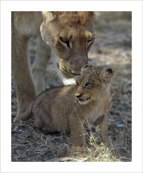 A lioness keeps a careful eye on her cub in the Moremi