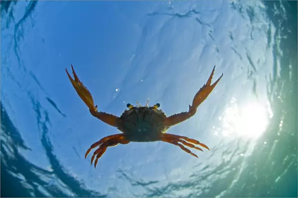 Djibouti. A Red Swimming Crab