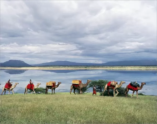 Msai men lead a camel caravan laden with equipment