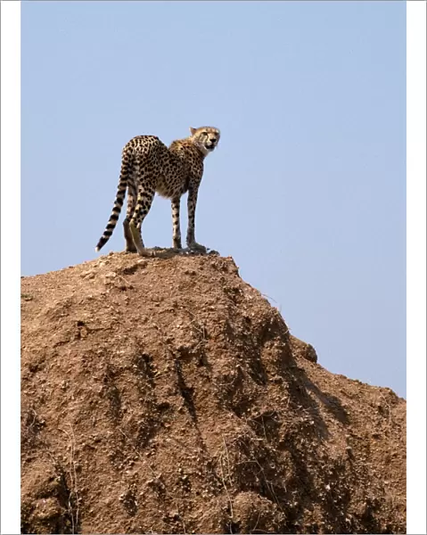 A cheetah surveys the countryside for a quarry from the top of an earth mound