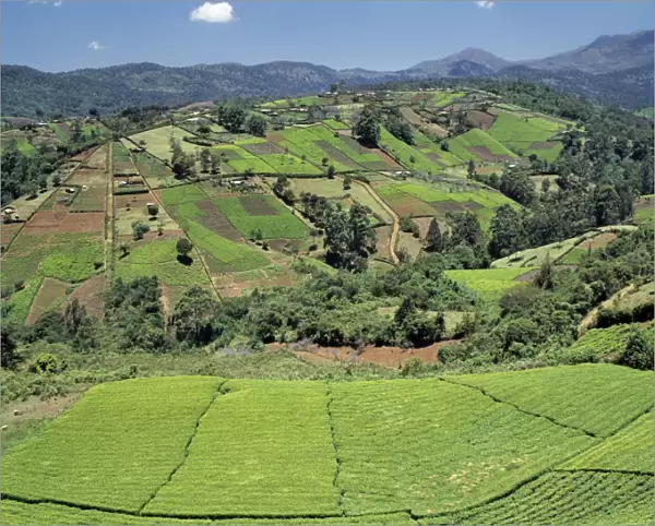 Tea gardens owned by Kikuyu smallholders near the Aberdare Mountains