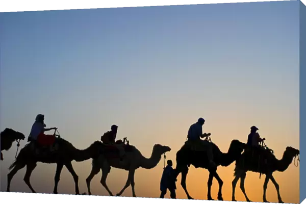 North Africa, Morocco, Tinfou Dunes, camels at sunset