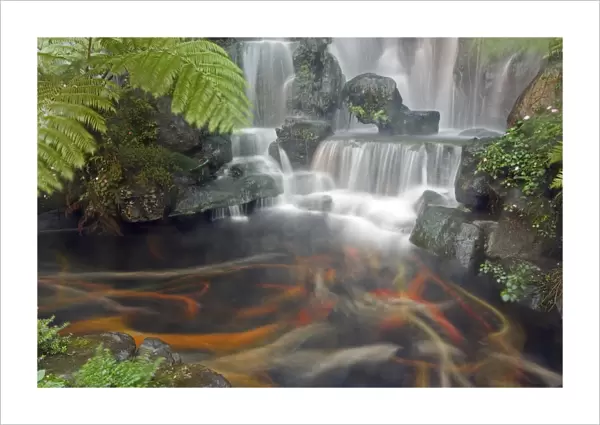 Longshan Temple waterfall with swimming Koi Fish