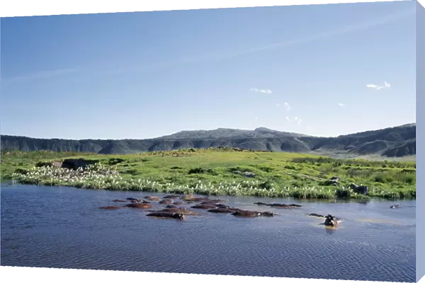 Hippos wallow in a lake in the Ngorongoro Crater
