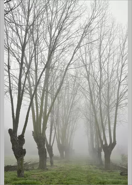 Trees in a foggy morning in winter. Setubal, Portugal