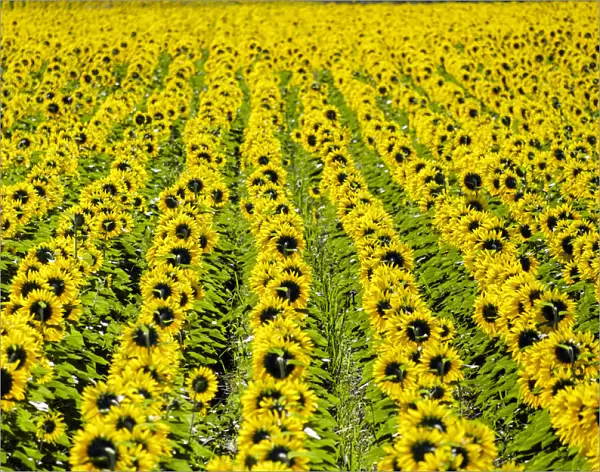 Field of giant yellow sunflowers in full bloom, Oraison, Alpes-de-Haute-Provence