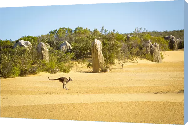 Kangaroo in the Pinnacle Desert, Western Australia