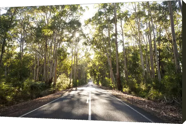 Victoria, Australia. Road through eucalyptus forest