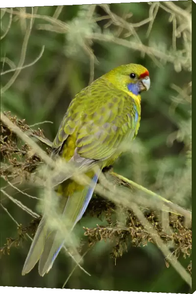 Australia, Tasmania, Tasman Peninsula, Tasmanian Rosella Bird
