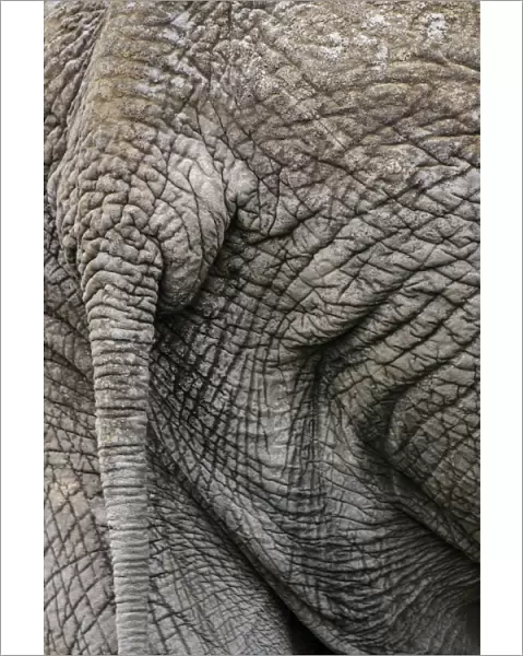 Africa, Botswana, Okavango delta. the rear side of an elephant