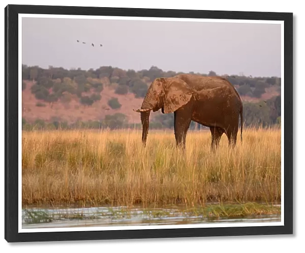 Elephant on island at Chobe River, Botswana flag, no mans land, Chobe National Park
