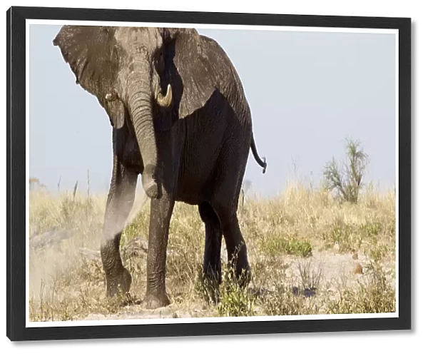 Wild elephant playing with sand and mud, Botswana, Africa