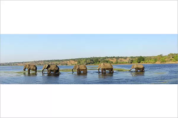 Elephants walking through Chobe River, Chobe National Park, near the town of Kasane