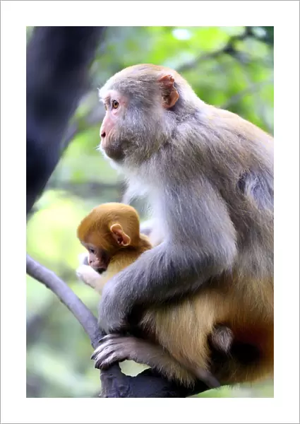 China, Hunan, Macaque monkeys in Zhangjiajie National Forest Park, also called the