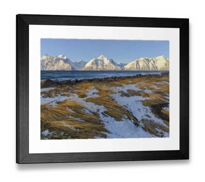 Framed Print : Print of the wind shaking dry grass in sunlight, Spaknesora naturreservat