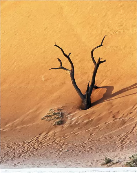 Deadvlei, Sosusvlei, Namibia, Africa
