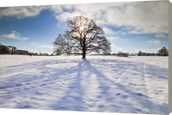 Tree in Winter, Melbury Deer Park, Dorset, England